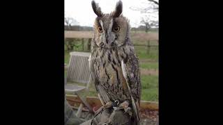 Long Eared Owl Bird Call [upl. by Haniraz]