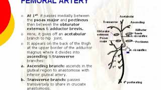 059 medial circumflex femoral artery  lower limb  anatomy by dr ahmed kamal [upl. by Latrell948]