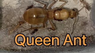 Honeypot Ants  Myrmecocystus mexicanus [upl. by Llennod159]