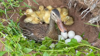 bird video  retrieve duckling from the nest [upl. by Romonda]