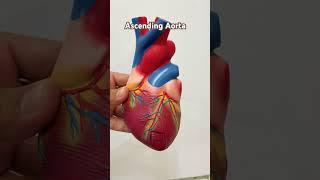 Ascending Aorta anatomy viral youtubeshorts [upl. by Nedry]