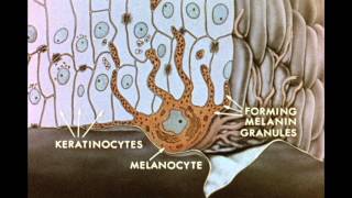 7 Pigment Transfer in Skin Cells [upl. by Petr]