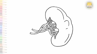 Human spleen diagrams easy  Science drawing tutorials  How to draw Human spleen  artjanag [upl. by Oahc]