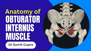 OBTURATOR INTERNUS MUSCLE 3D ANATOMY [upl. by Apeed942]