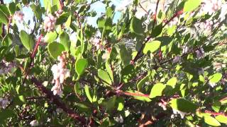 Manzanita  plant tip in 30 sec [upl. by Magdau]