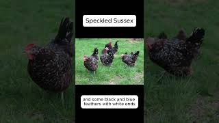 Info on the Speckled Sussex Chicken Breed [upl. by Riatsala]