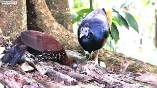 Lophura ignita Bornean Crested Fireback keşfet belgesel viral scary Vlog hujjatlifilm tv [upl. by Ettenuahs]