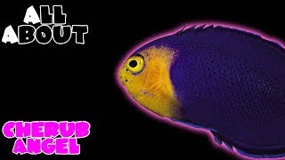 All About The Cherub Angelfish or Pygmy Angelfish [upl. by Selene]