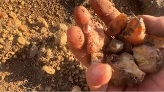 Finding many carnelian chalcedony geodes in new location near moutain [upl. by Lara]