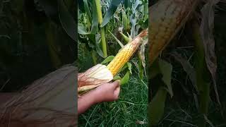 Farming Maize 🌽 in Africa nature farming agriculture [upl. by Sivatnod442]