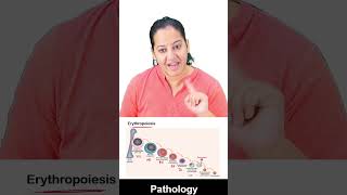 1 minute learning Erythropoiesis [upl. by Lem]