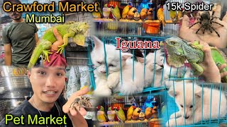 Crawford Market Mumbai Pet Market in Mumbai  Spider and Iguanas as Pets  Cheapest Pets Market [upl. by Lalise]