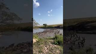 The great Migration Masai Mara kenyatourism crossing wildlife travel travelguidekenya [upl. by Terencio]