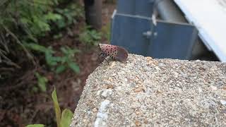 Spotted Lanternfly Hides Under a Leaf [upl. by Alfy288]