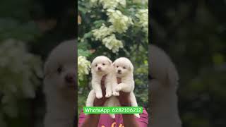 Pomeranian puppies sale  pom for sale  Spitz sale kerala  home delivery available  pom sale [upl. by Akyssej]