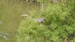 Ardea purpurea  Garza imperial  Purple Heron [upl. by Eidod]