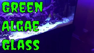 green algae on saltwater aquarium glass  rotter tube reef [upl. by Dyrrej722]