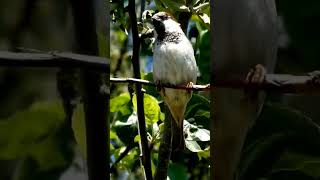 Moineau domestique est une espèce de petits passereaux de la famille des Passeridae [upl. by Ellierim]