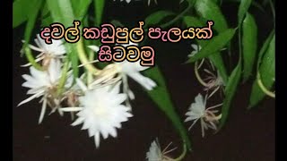 දවල් කඩුපුල් පැලයක් සිටවමු Dawal Kadupul Palayak Sitawamu [upl. by Acile]