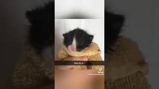 cat kittty cute kittey cuteanimal kitten kitts catlover kitte funny cuteanimalkitttycat [upl. by Odnama]