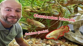 Characodon lateralis Rainbow goodeid All You Need To Know [upl. by Alaik134]