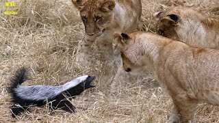 Lion vs honey badger  OMG The Lion Failed Miserably In Hunting Honey Badgers [upl. by Attegroeg]