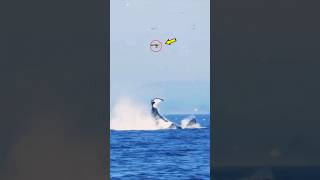 ORCA LANZA por los aires A UNA FOCA 🦭 [upl. by Dore]