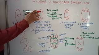 8 nucleated 7 celled embryo sac megaspore mother cell  plant physiology  class 12 NCERT [upl. by Icyac]