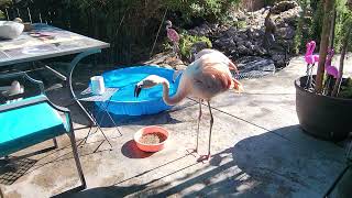 The I5 hogging the food bowl between dipping in the pool [upl. by Areip]