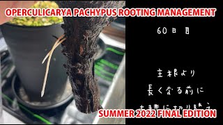 OPERCULICARYA PACHYPUS ROOTING MANAGEMENT SUMMER 2022 FINAL EDITION [upl. by Aunson]