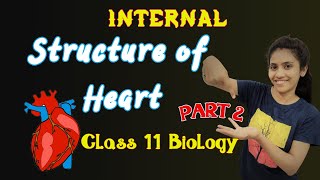 Internal structure of heart  Class 11 biology  Chapter 18  NCERT Human heart  One Biology [upl. by Acirtal]