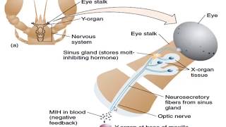 Invertebrates Hormones part 2  ENDOCRINE SYSTEM [upl. by Veator]