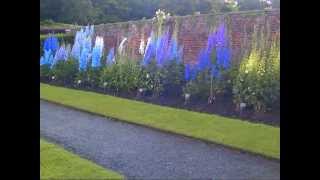 Temple Newsam Leeds National Collection of Delphiniums 2012 [upl. by Adlez]