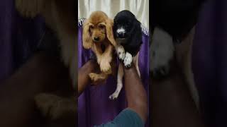 Cooker Spaniel Puppies Available animal cute pets puppy dog dogs pet cute cutebaby [upl. by Notelrac]