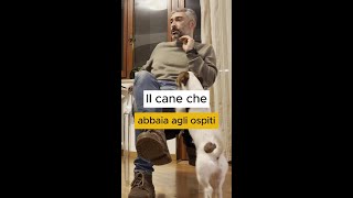 Il cane abbaia agli ospiti ecco cosa fare [upl. by Aeresed]