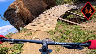 Average Dude Rides quotBuffalo Jumpquot in the Kicking Horse Bike Park [upl. by Getraer]