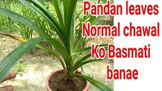 Aromatic Basmati leaves plant  pandan leaves tips amp care [upl. by Sapowith]