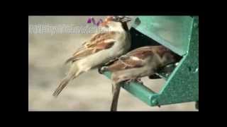 The House Sparrow Passer domesticus Sittu Kuruvi [upl. by Spiros]