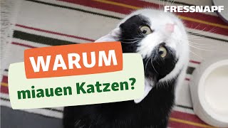 Warum miauen Katzen [upl. by Gnav]