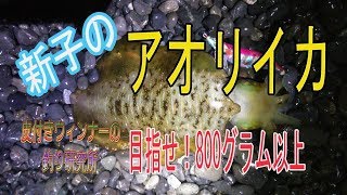 【石津浜】🦑新子のアオリイカエギング！🦑800グラム以上を釣れ！ [upl. by Lanta]