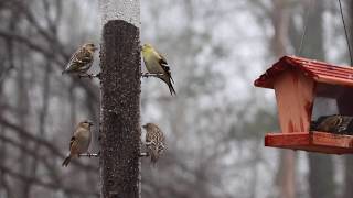 Pine siskin vs American goldfinch [upl. by Analak]