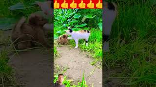 Dog Pappy and cat play funny short video [upl. by Ignacius]