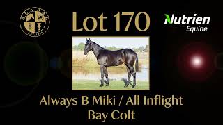 Lot 170 Always B Miki  All Inflight Colt [upl. by Kieran]