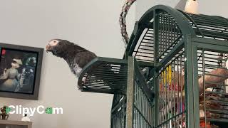 Merlin the cheerful and talkative Timneh African grey parrot [upl. by Akived46]