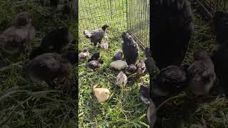 Week old chicks scratching for food chicken farm music [upl. by Kina]