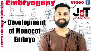 Reproduction in flowering plants monocot embryoganyDevelopment of monocot embryo [upl. by Car77]