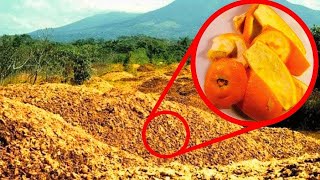 They Threw 12000 Tons Of Orange Peels In A Forest 16 Years Later They Returned to See The Results… [upl. by Aillicirp]