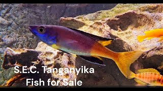 SEC Lake Tanganyika [upl. by Jaal]