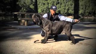 Neapolitan Mastiff Perla Di Ardolino by Old World Mastinos [upl. by Aneleve698]