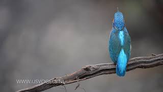 IJsvogel geluid  Kingfisher sound [upl. by Raquel418]